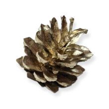 Fenyőtoboz pezsgő 2-4 cm 