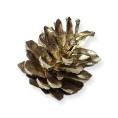 Fenyőtoboz pezsgő 2-4 cm 