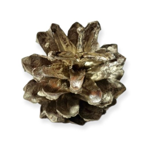 Fenyőtoboz pezsgő 2-4 cm 