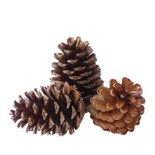 Fenyőtoboz natúr barna több méretben