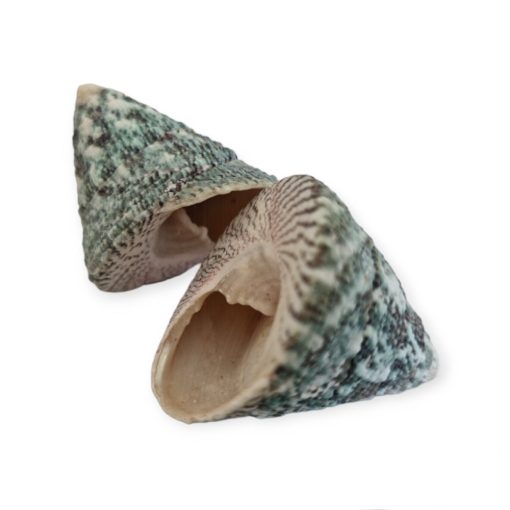 Foltos pörgettyűcsiga