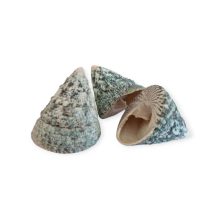 Foltos pörgettyűcsiga