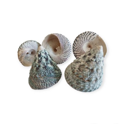 Foltos pörgettyűcsiga