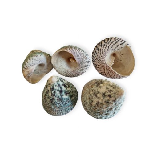 Foltos pörgettyűcsiga