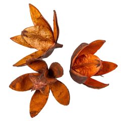 Vad liliom szárított - Több színben