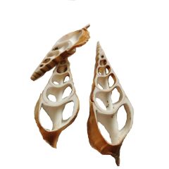 Dekor kagyló - szeletelt