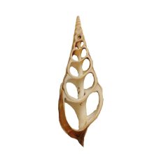 Dekor kagyló - szeletelt