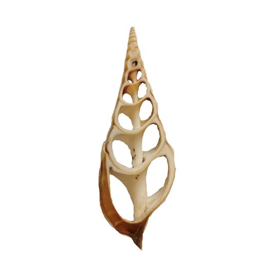 Dekor kagyló - szeletelt