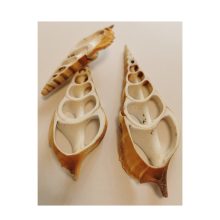 Dekor kagyló - szeletelt