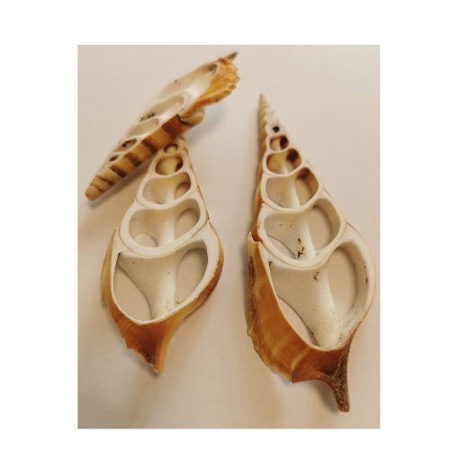 Dekor kagyló - szeletelt