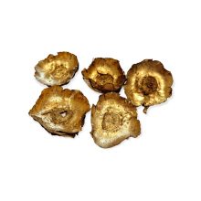 Kókusz virág szárított - ó arany 5db/cs