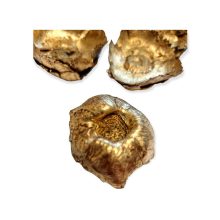 Kókusz virág szárított - ó arany 5db/cs