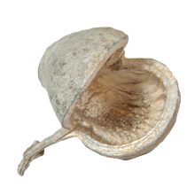 Buddha dió - több színben