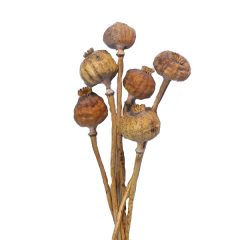 Mák gubó - szárított 40 cm