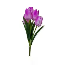 Tulipán csokor 5 virággal 