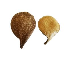 Csepp forma szárított termés