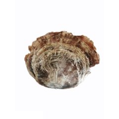 Kagyló - hullámos, nagy méretű