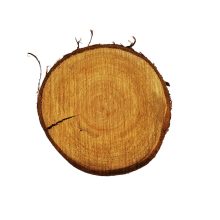 Fa szelet kerek és ovális forma 12-15 cm