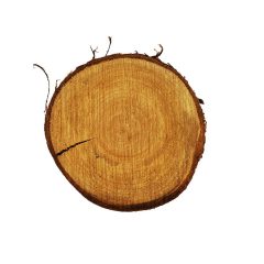 Fa szelet kerek és ovális forma 12-15 cm