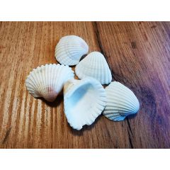 Kagyló 5db/cs, 3-5 cm