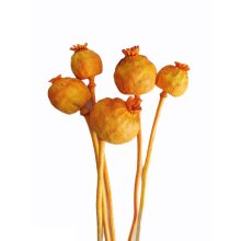 Mák gubó - szárított 30-40 cm több színben