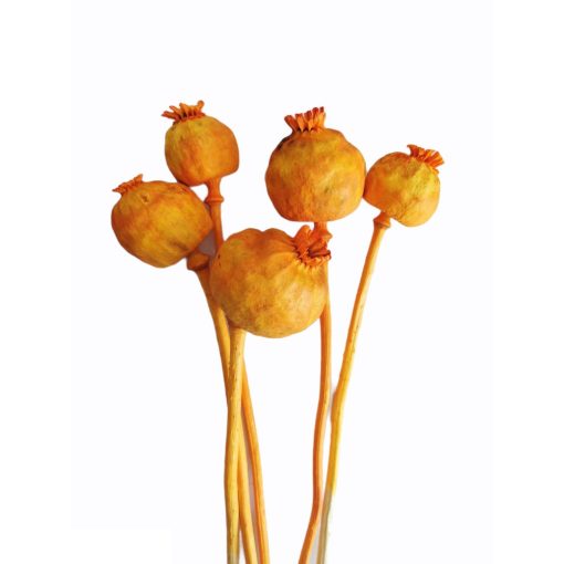 Mák gubó - szárított 30-40 cm több színben