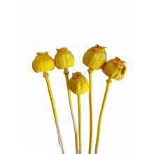 Mák gubó - szárított 30-40 cm több színben