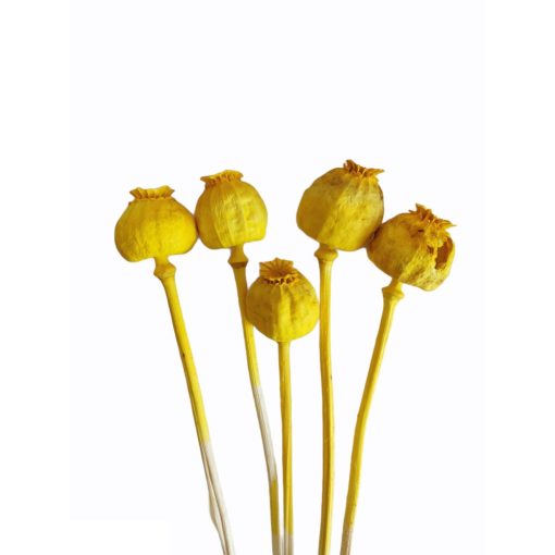 Mák gubó - szárított 30-40 cm több színben