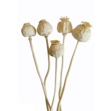 Mák gubó - szárított 30-40 cm több színben