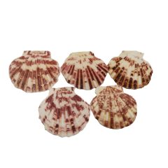 Fésűkagyló 10 db/csomag