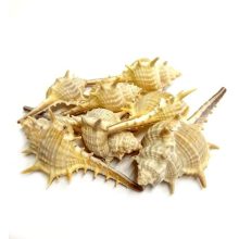 Tüskés Bíborcsiga - több méretben