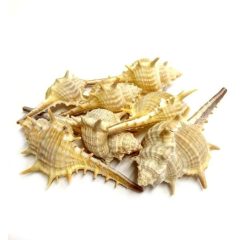 Tüskés Bíborcsiga - több méretben