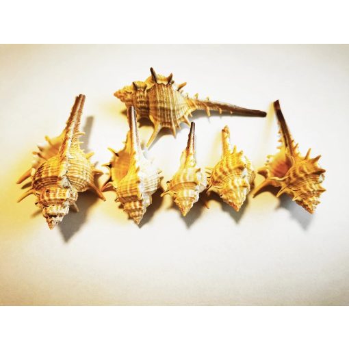 Tüskés Bíborcsiga - több méretben